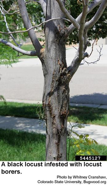 Locust borers sometimes ruin the appearance of black locust tree